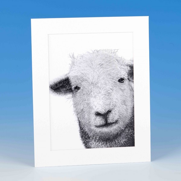 8402 Mounted Print-Mark Charles-Sheep